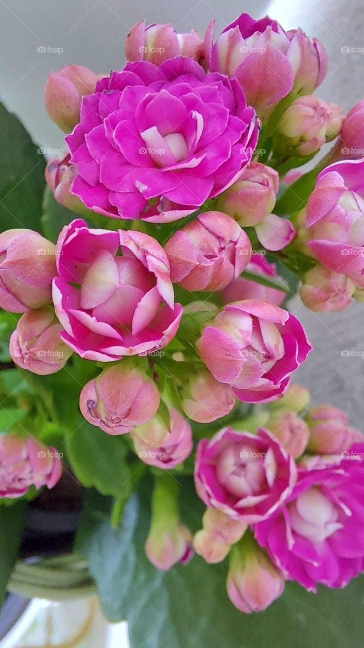 Delicadas e singelas florzinhas que colore meus dias.