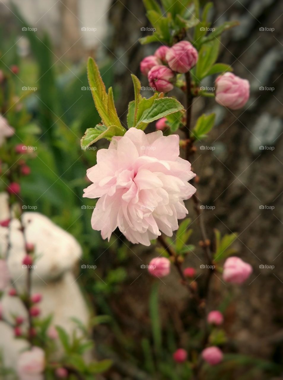 Pink Spring Flower