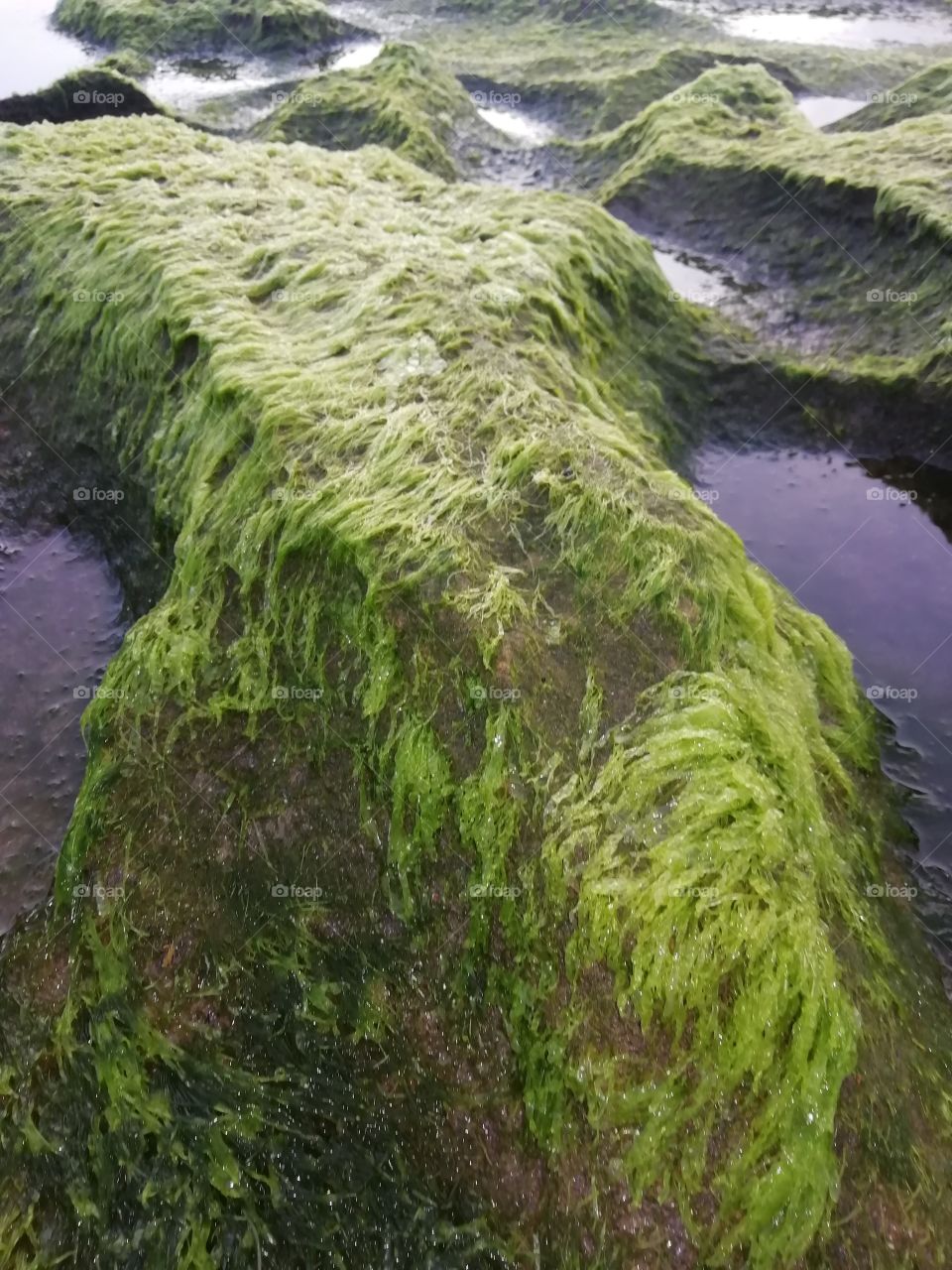 Sea weeds on the seashore