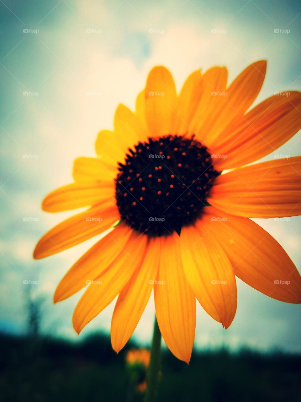 Sunflower, rays of blue