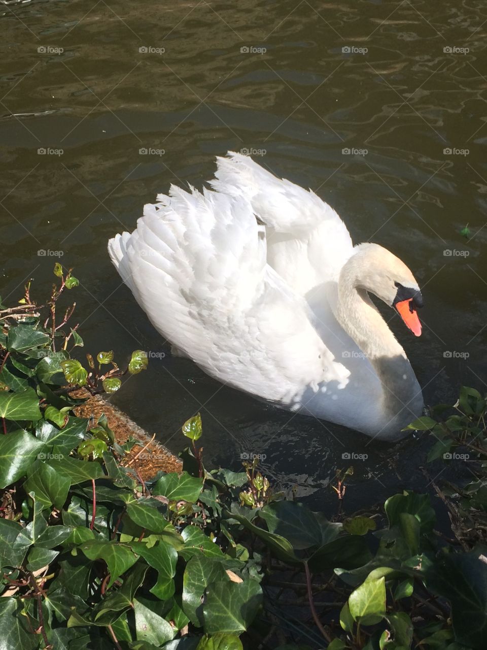 Swan swimming.
