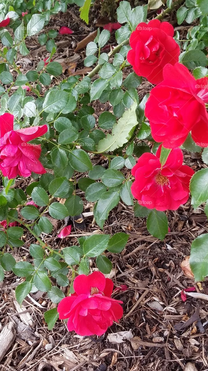 pretty red roses