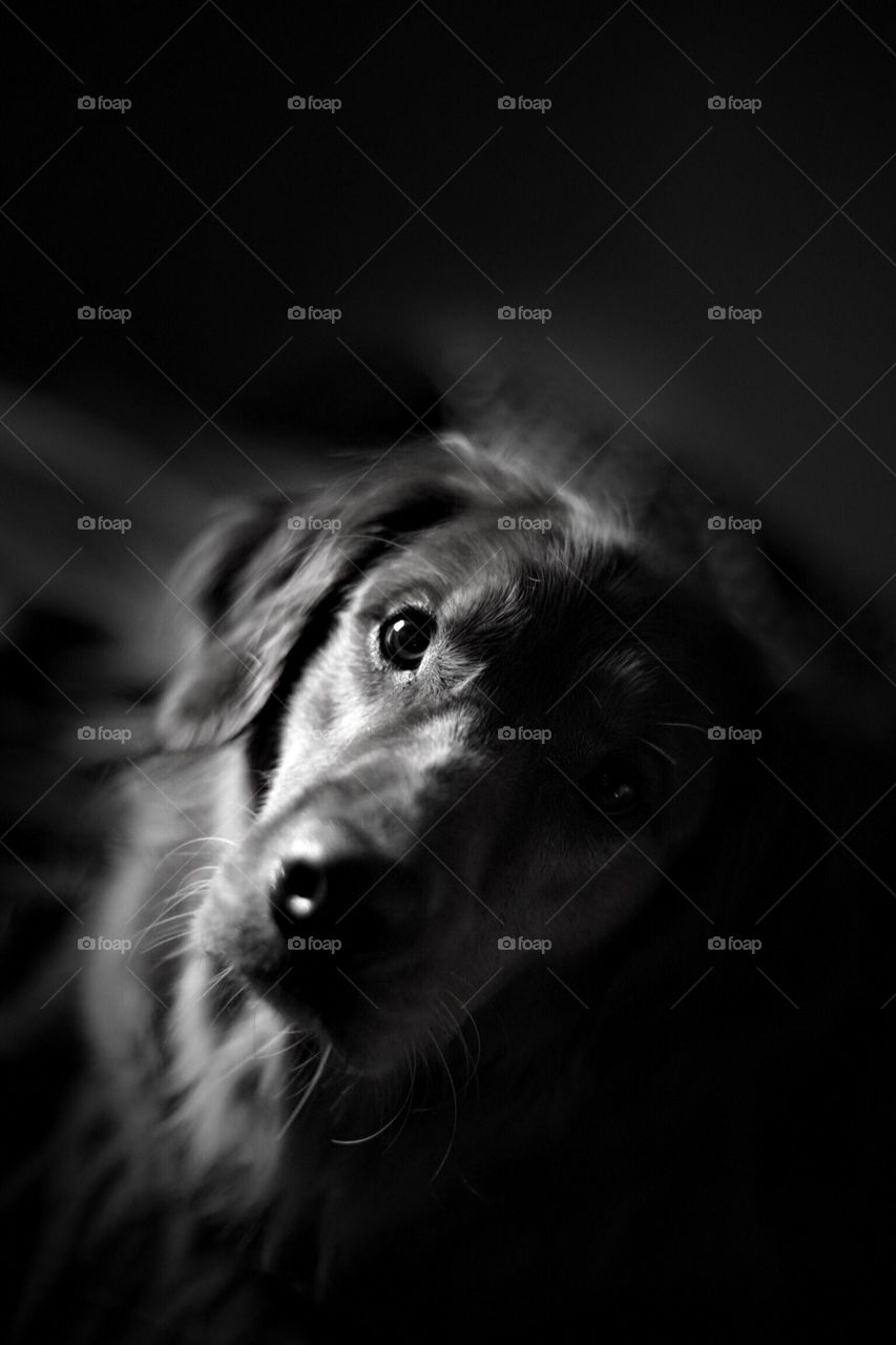 High angle view of dog