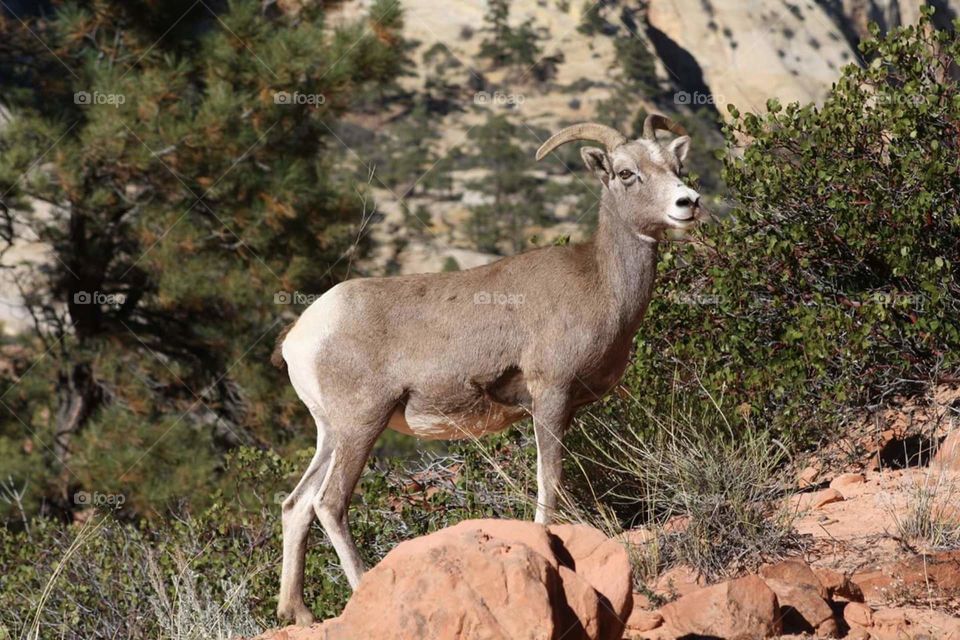 Big Horn Sheep