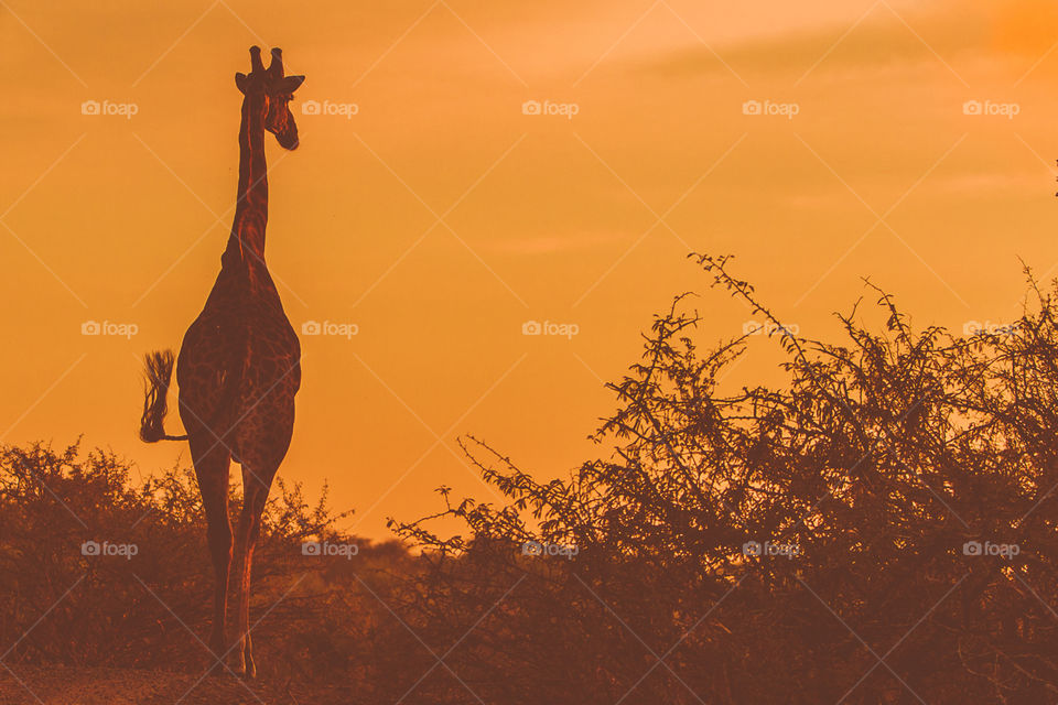 Giraffe occupying the road at Kruger National Park South Africa 