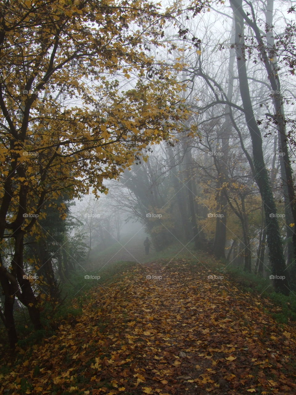 fall along the bank of the creek