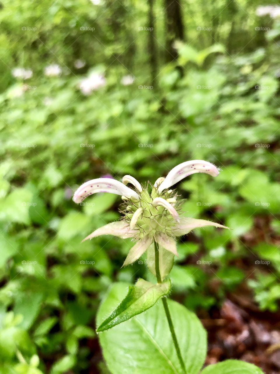 Closeup of speckled white wildflower after spring rain 
