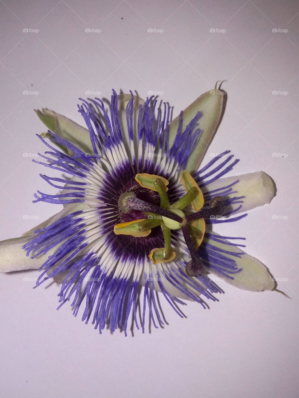fleur violet