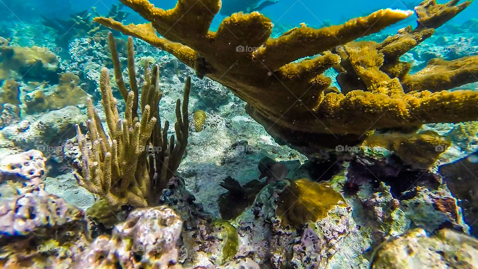 yellow coral. snorkelling in the clear shallow waters around st John, USVI, Caribbean.