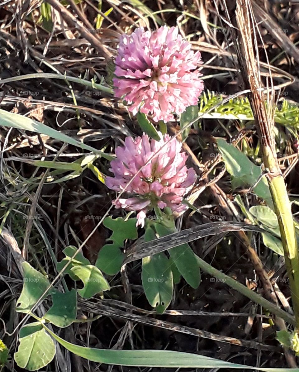 two pink Shamrockl