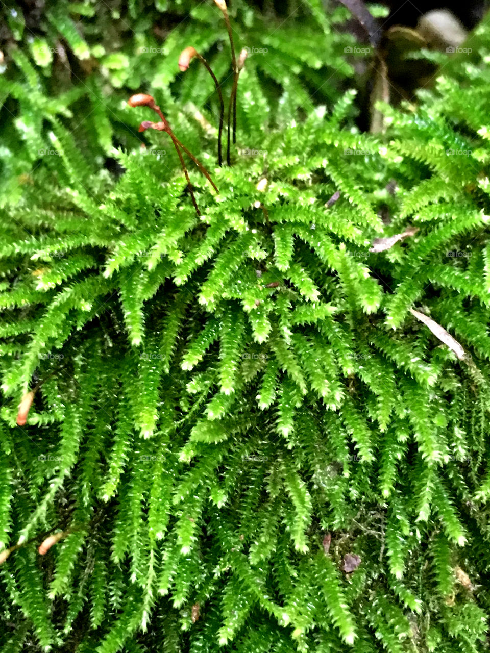 Ferns 