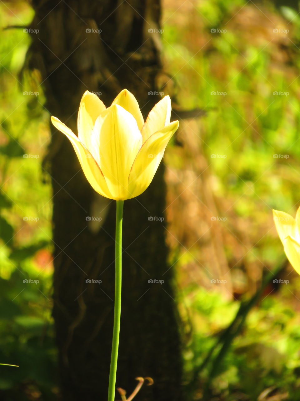 translucent tulip