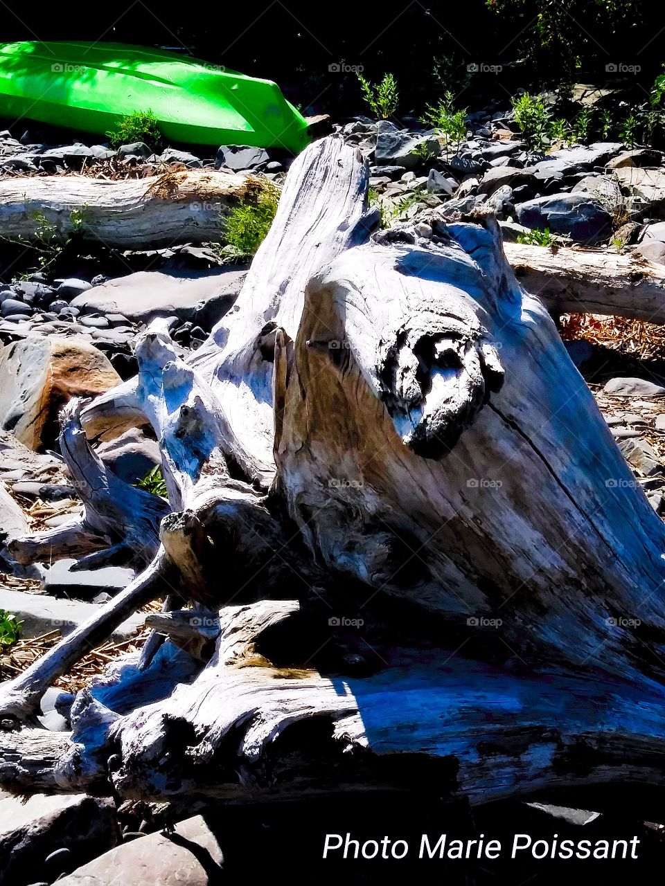 Ocean driftwood