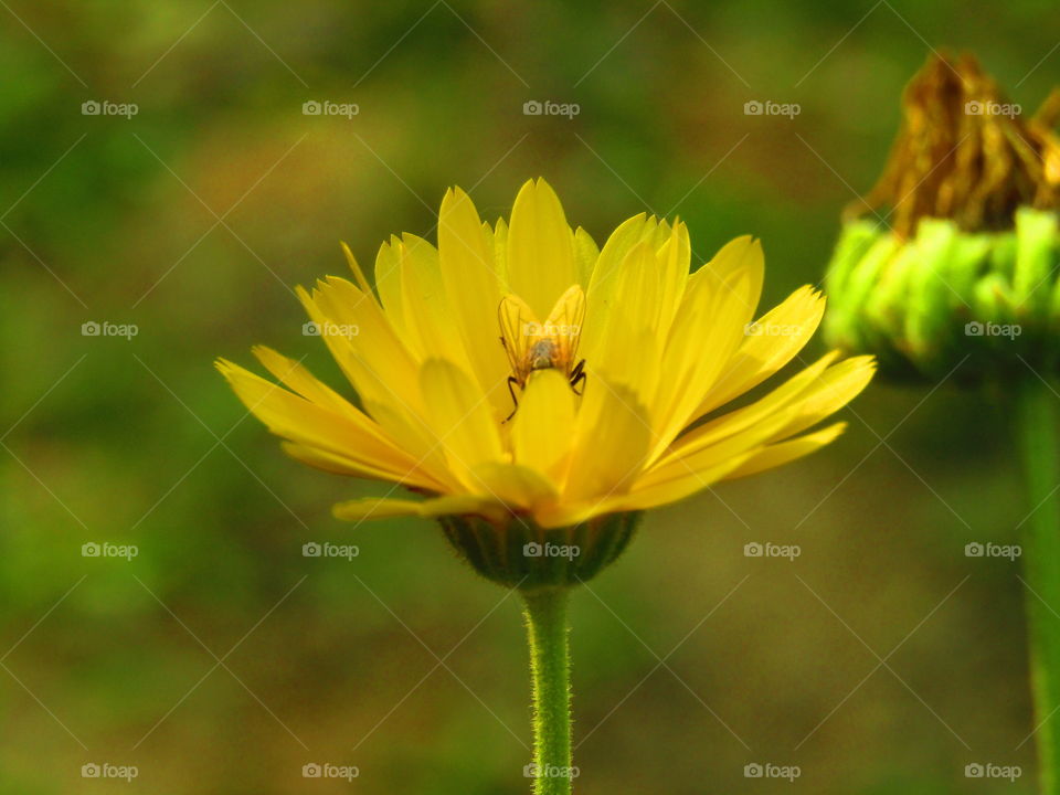 beautiful flowers Calendula officinalis, the pot marigold, ruddles, common marigold or Scotch marigold, is a plant in the genus Calendula of the family Asteraceae.