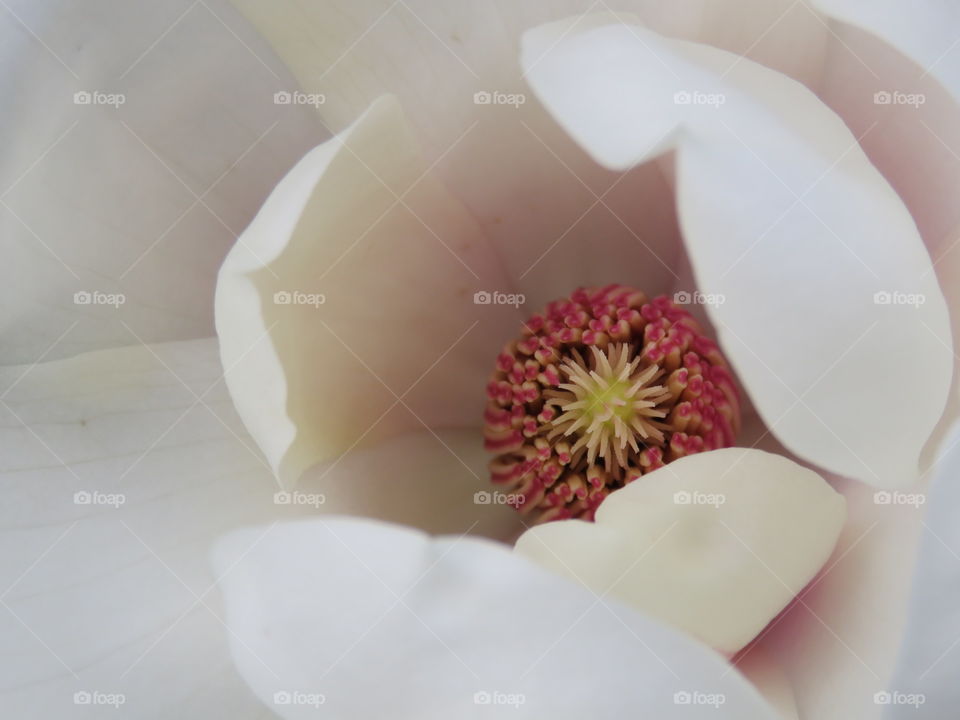 Close up of Japanese Magnolia flower