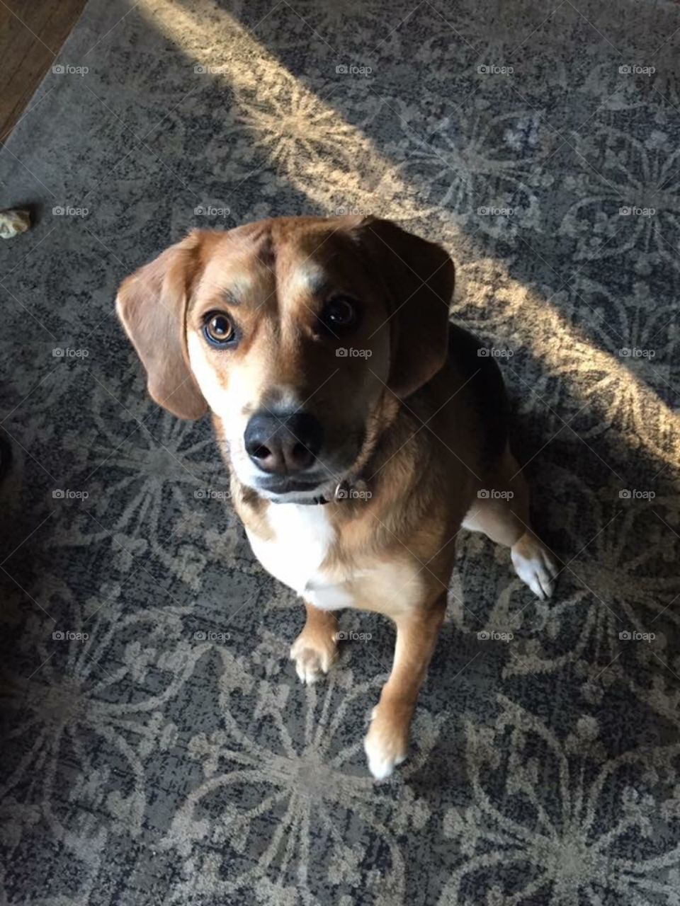 Dog looking up at you inside