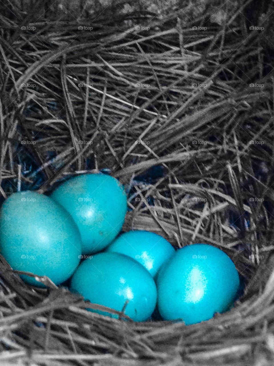 Blue bird blue (3rd family this year)5 eggs