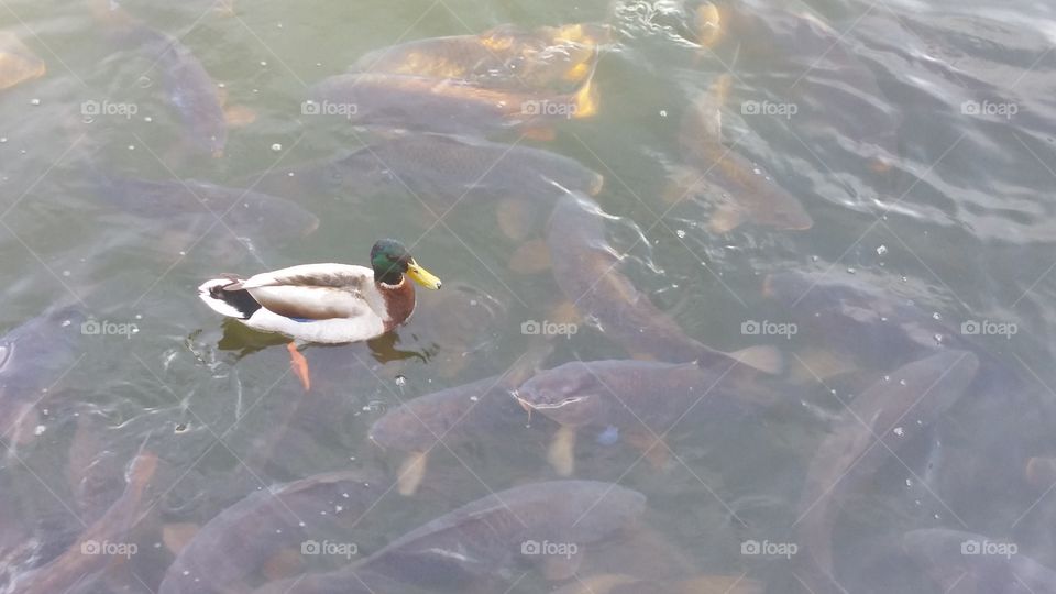 Water, Bird, Swimming, No Person, Duck