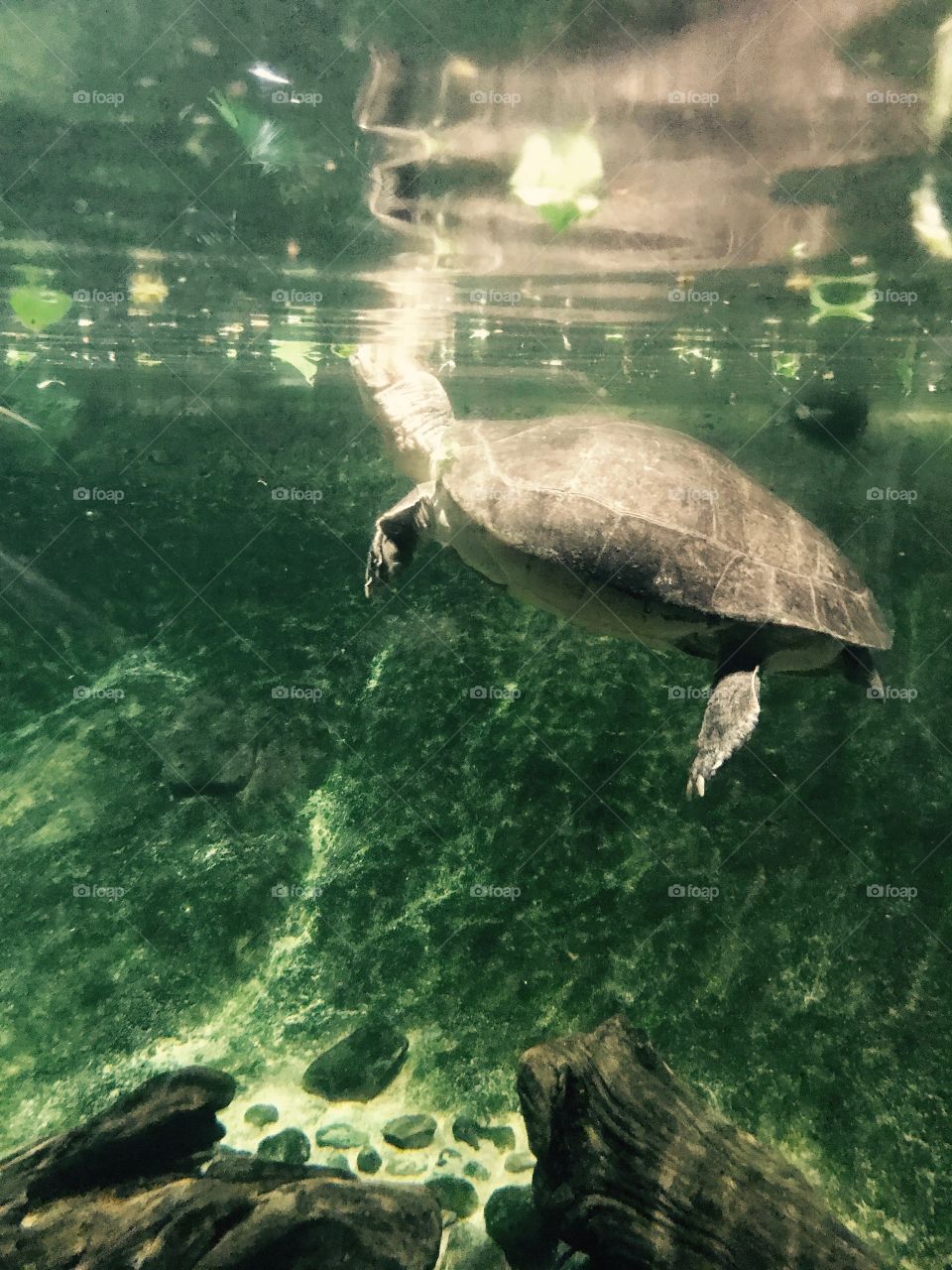 Turtle Turtle Turtle 