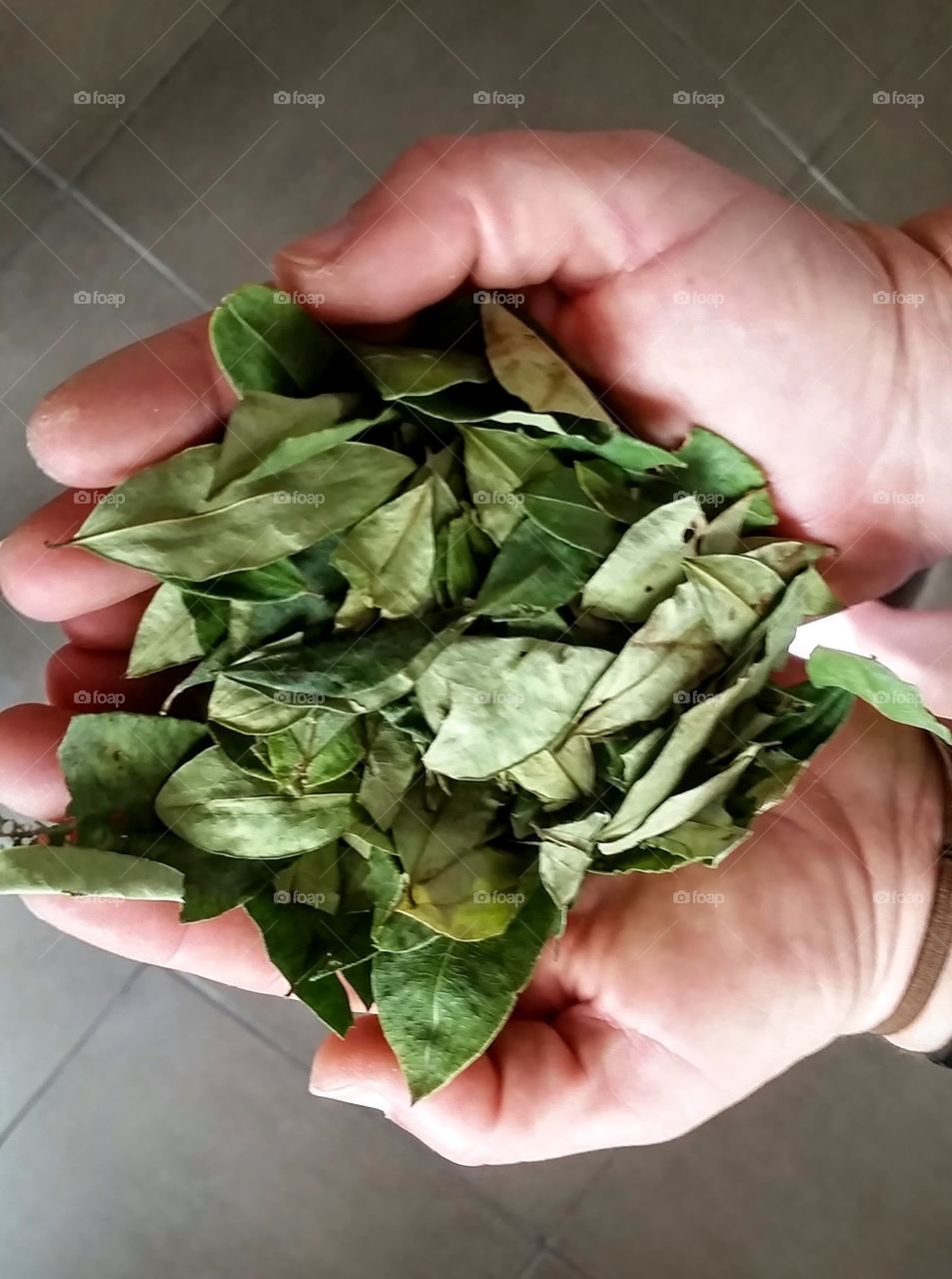 Handful of leaves