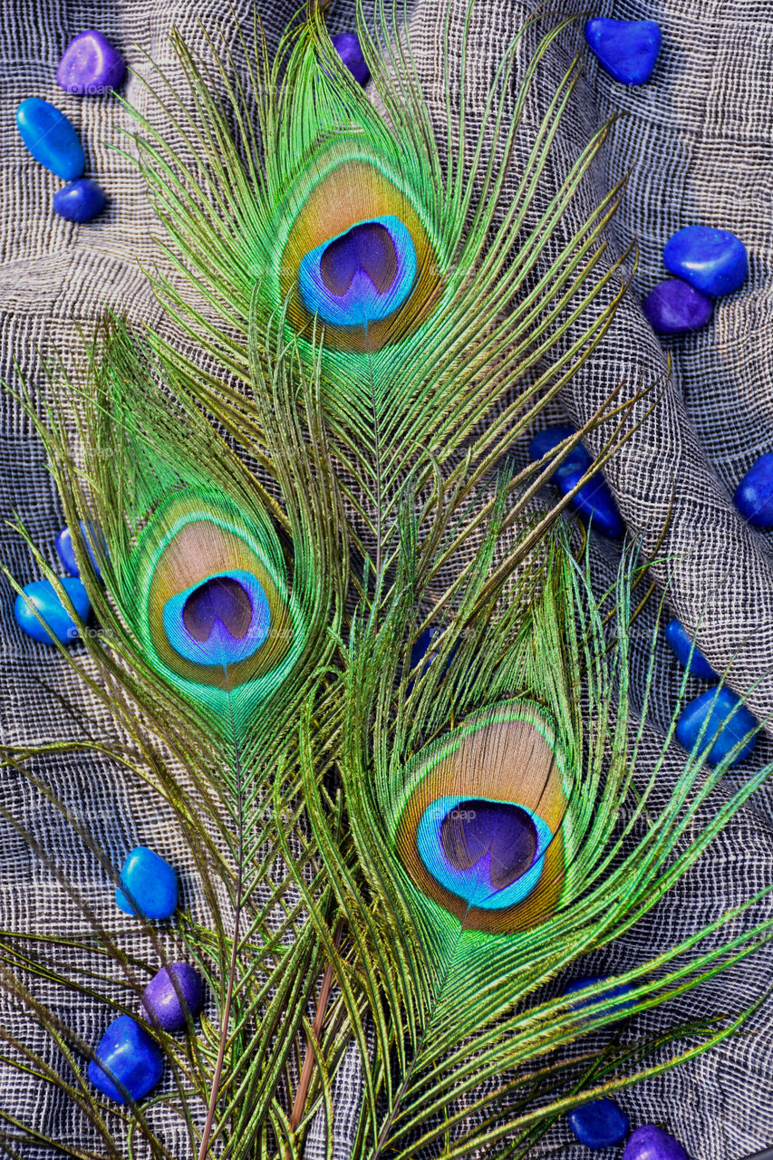 three peacock feathers