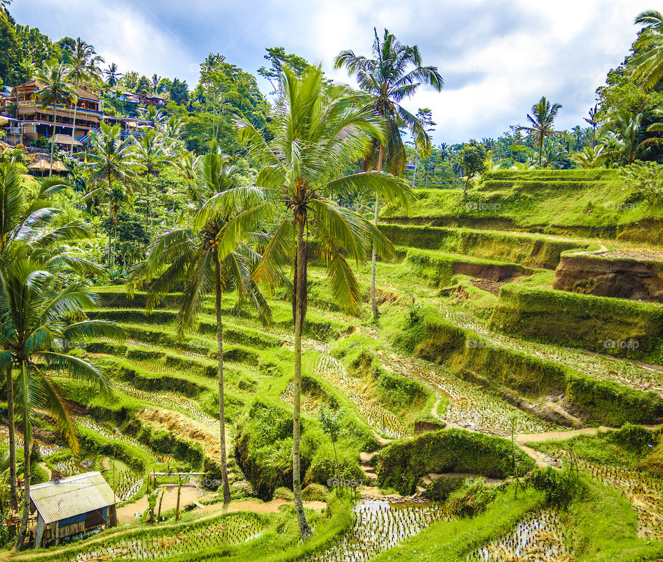 Rice terraces Bali ubud 