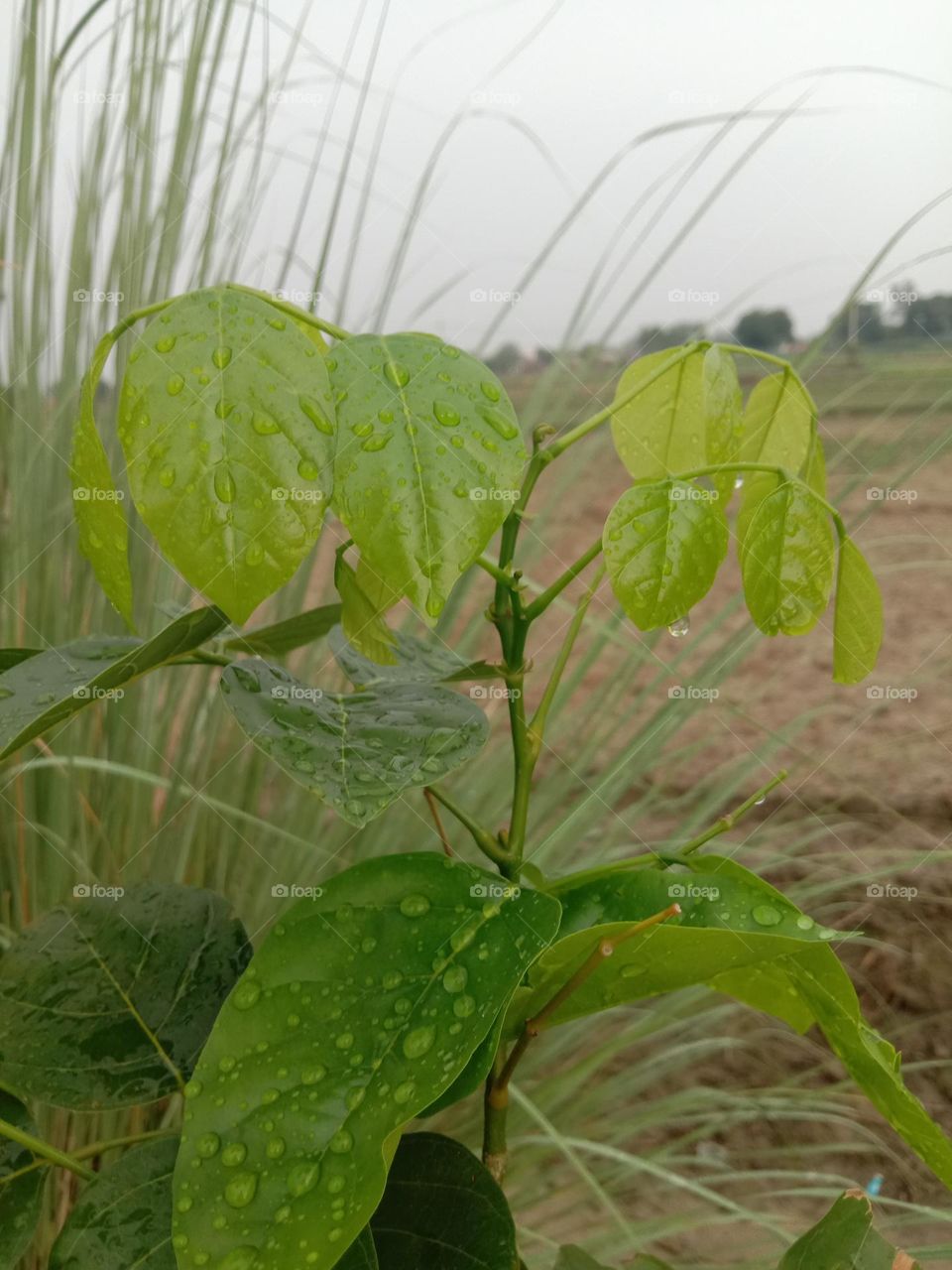 Rain tree photography