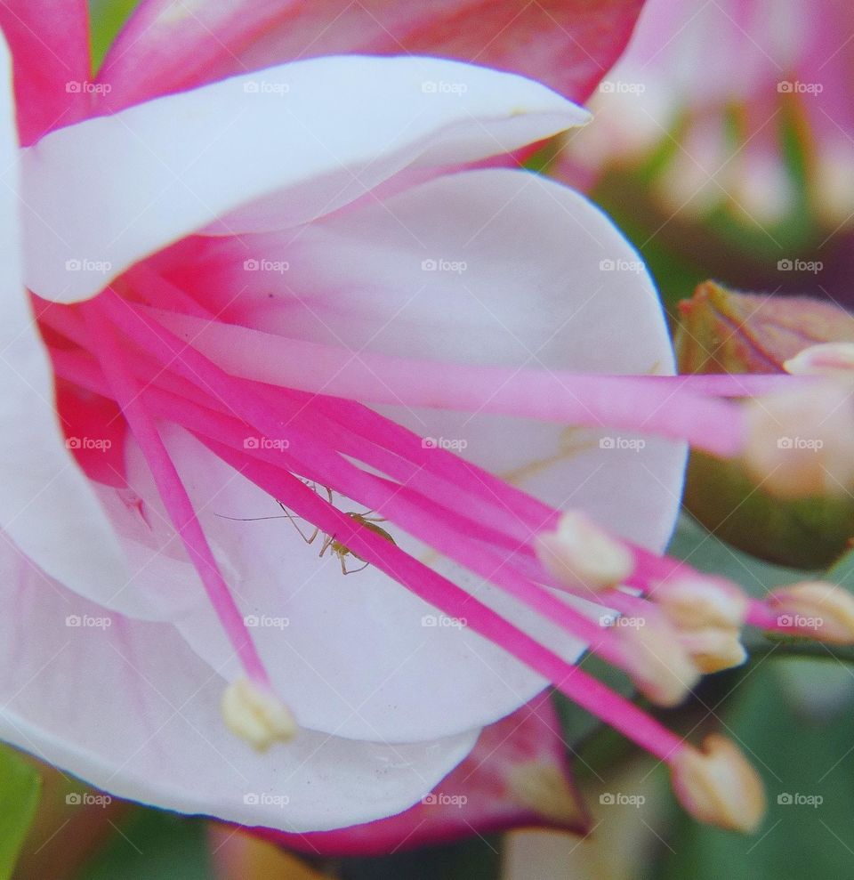 Pink flower with small spider