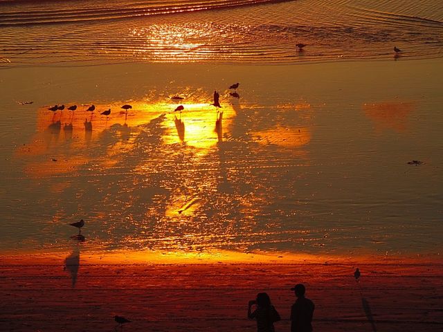 Sunset -Birds