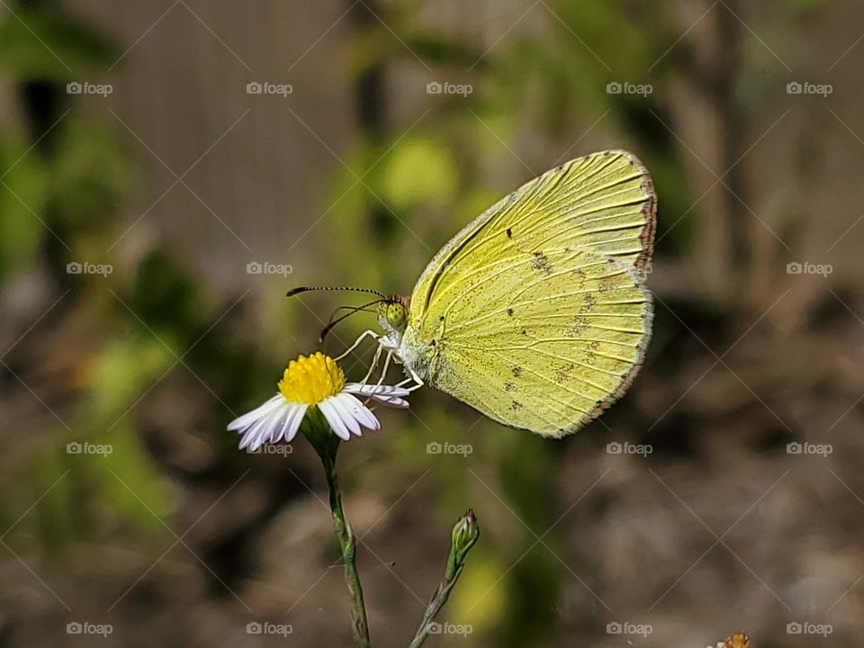 Little yellow feeding on wildflower