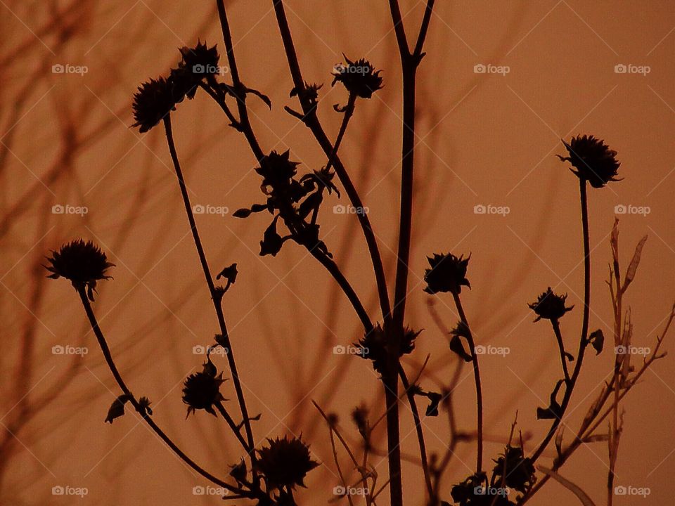 Dancing flowers, as the sun goes down 