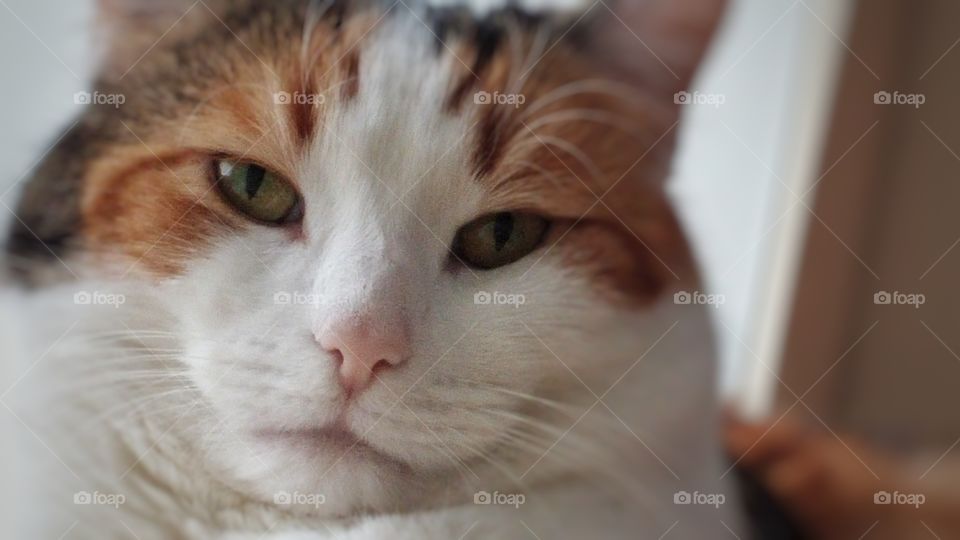 Calico Cat