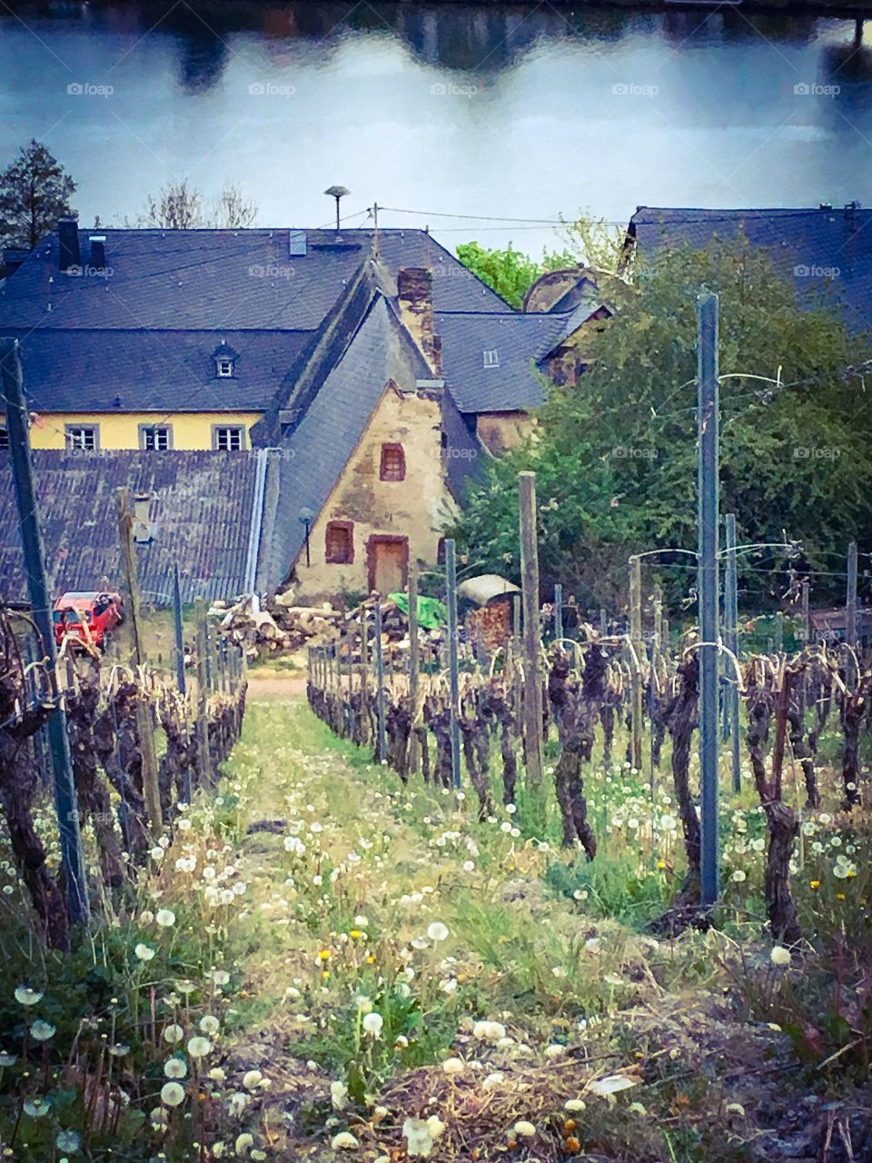 Moselle vineyards and village Landscape 