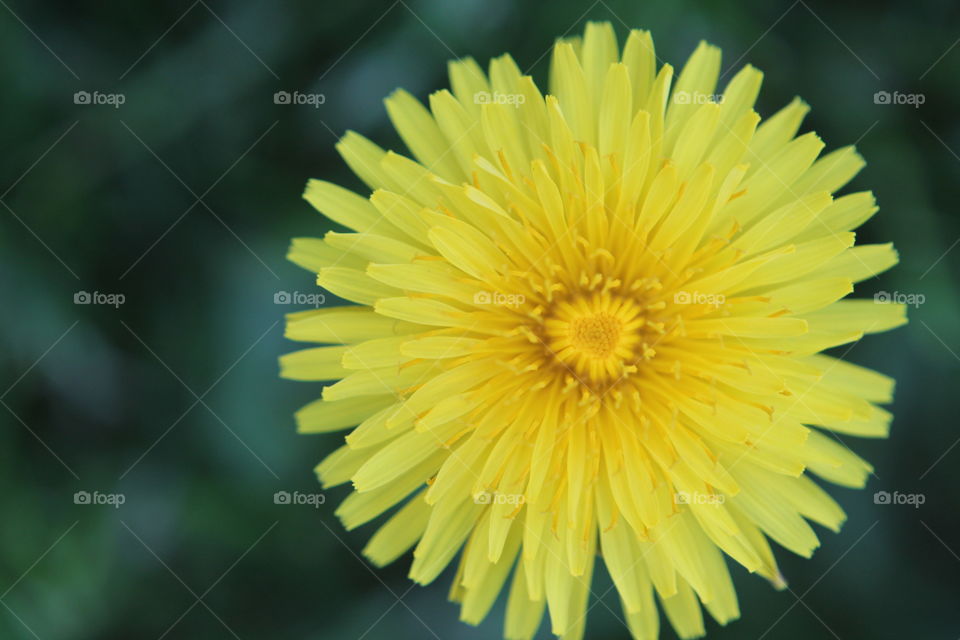 dandelion