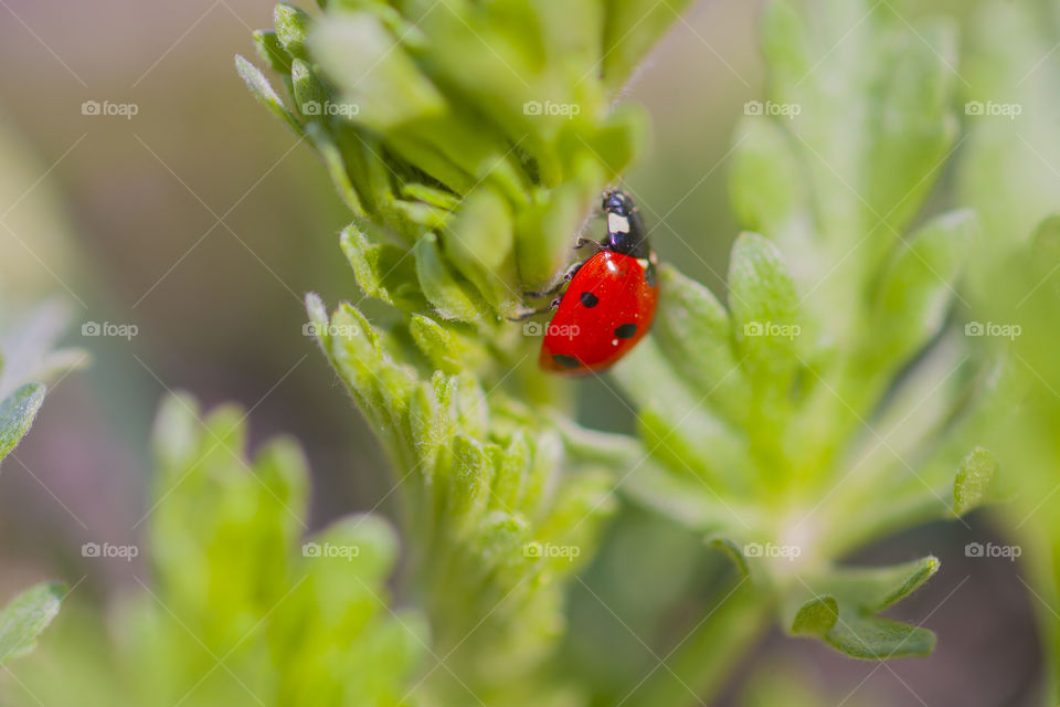 ladybird in green world