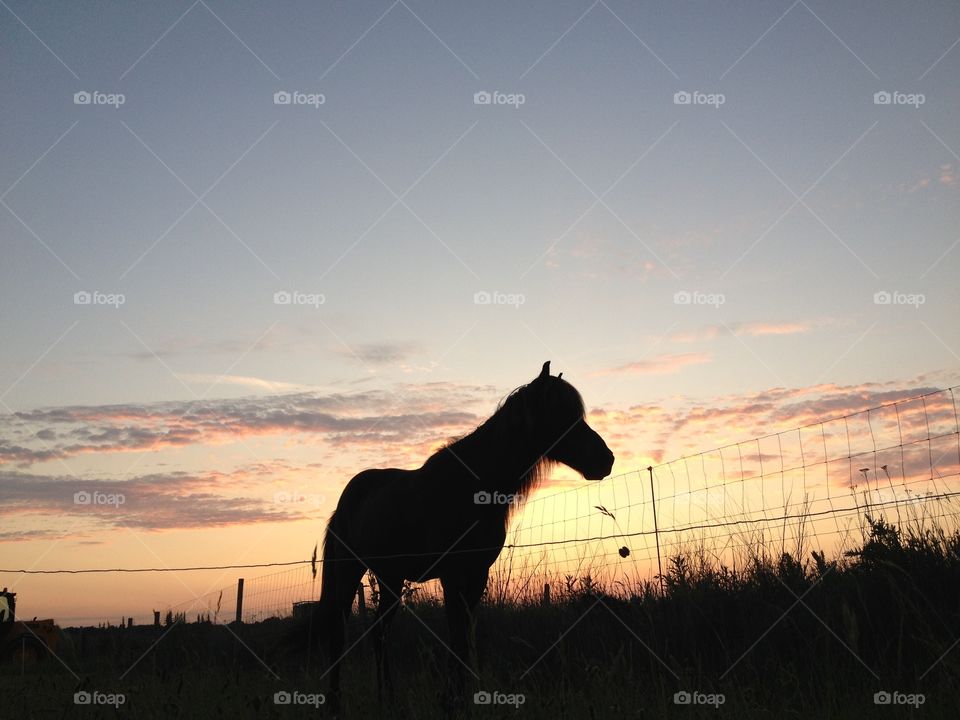 Little horse on a summers night 