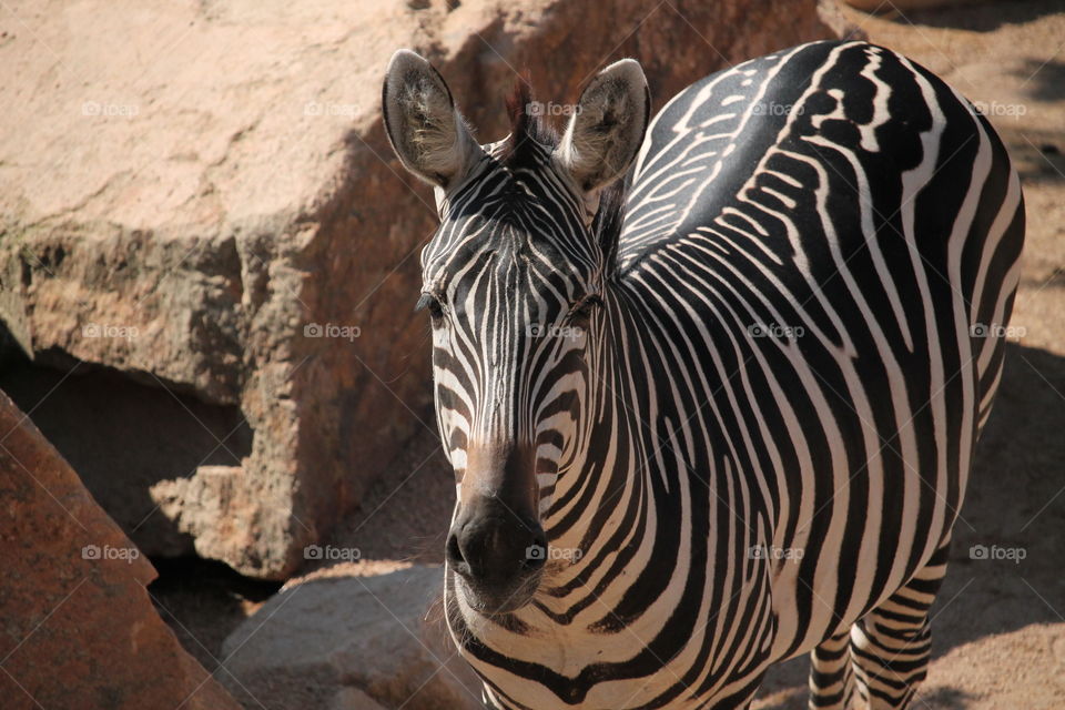 Zebra