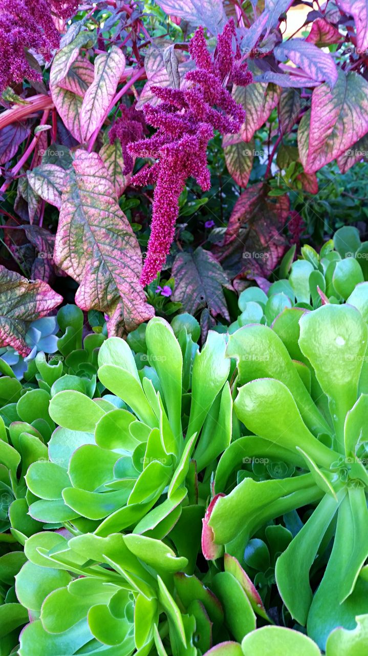 Purple Flower with Green Succulents . Purple and green plants 