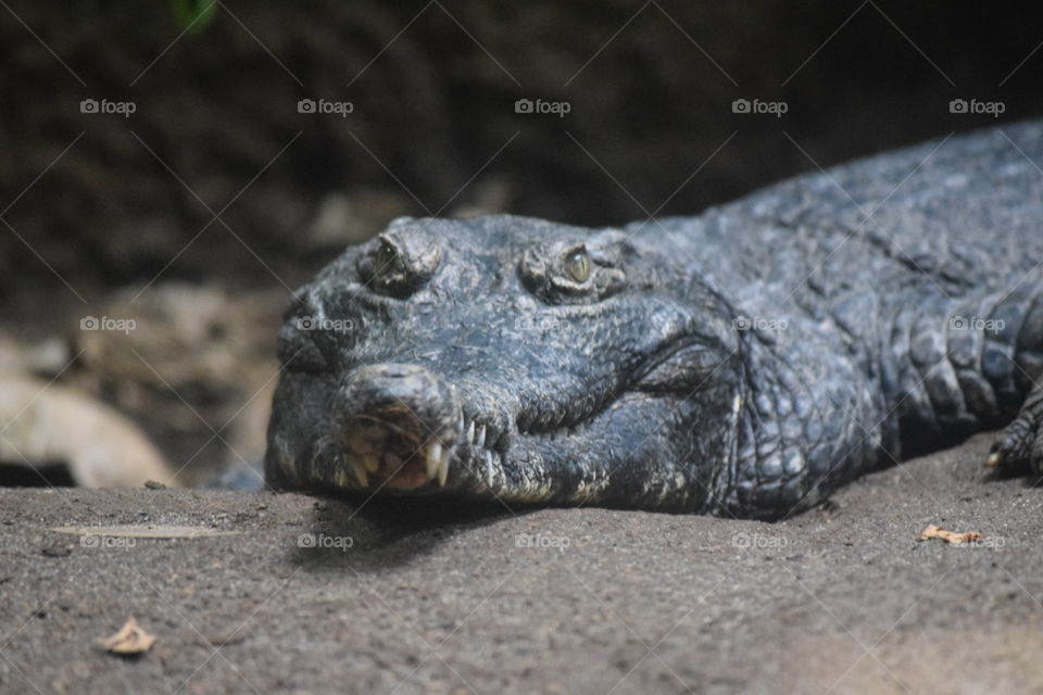 Crocodile