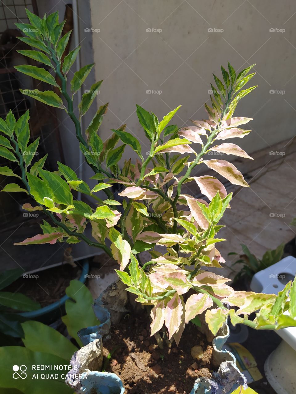 Leaf, Nature, Flora, Garden, No Person