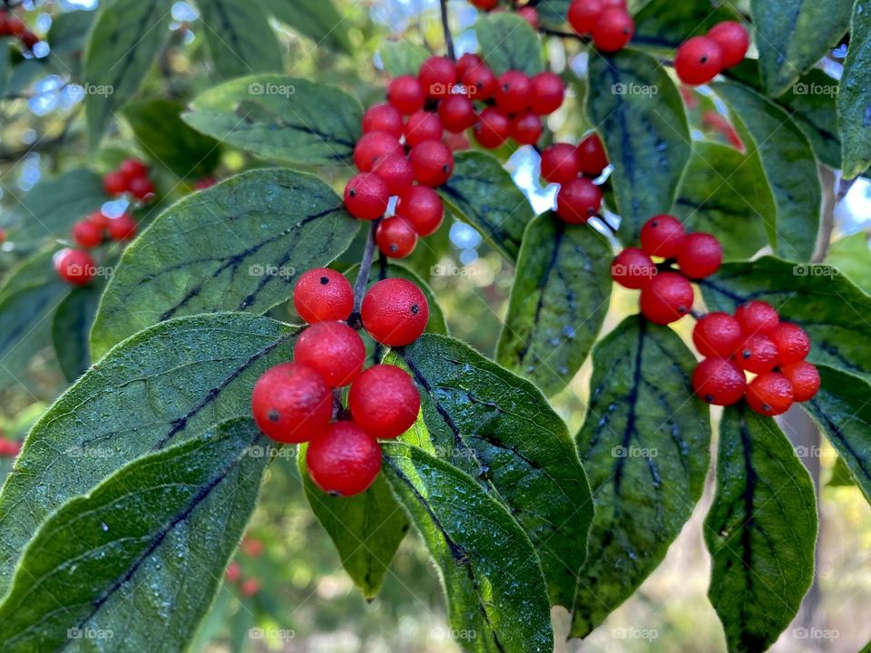 Red berries in October 