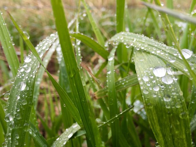 The rain remains.