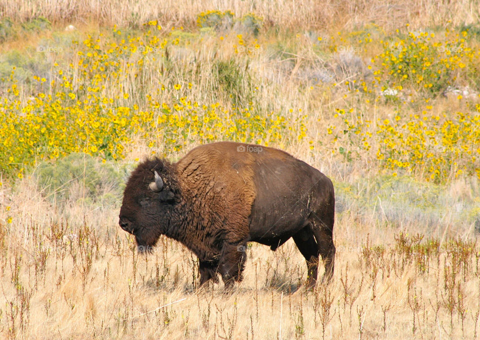 Buffalo in Utah 