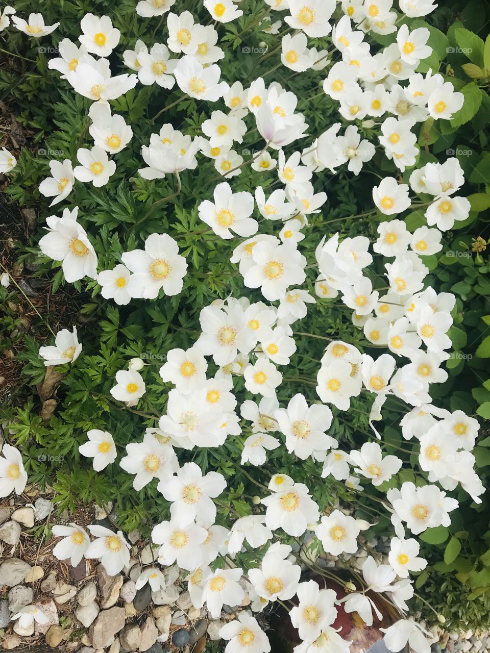 Gorgeous colored flowers from a very well kept garden captured on a beautiful afternoon! 