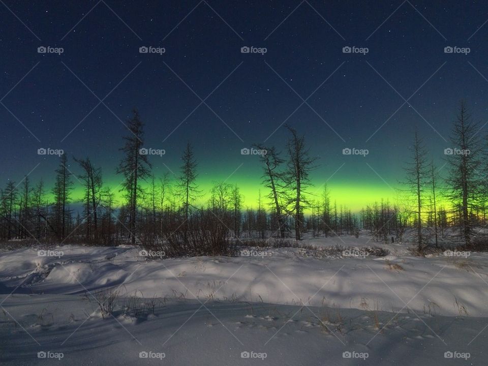 Ночное явление в лесу