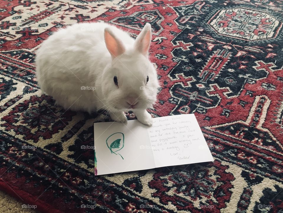 Bunny appreciates you, gives a thank you card