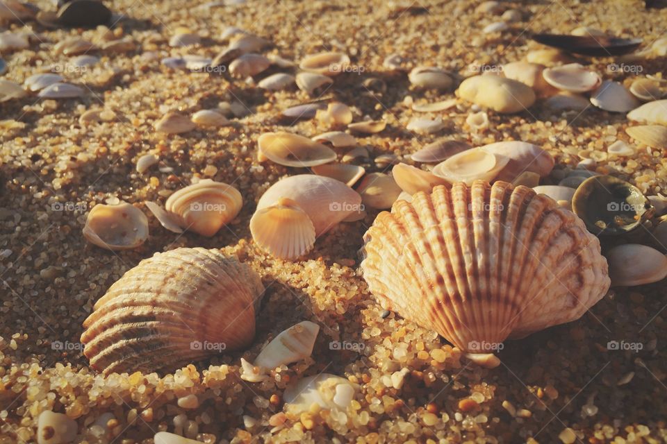 Shells on the beach 