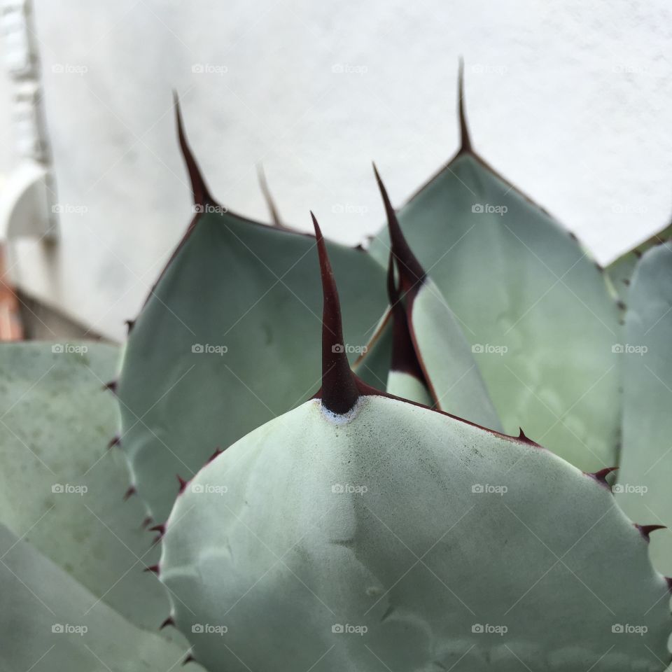 Black tip cactus