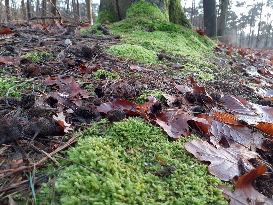 moss around the trees in the forest
