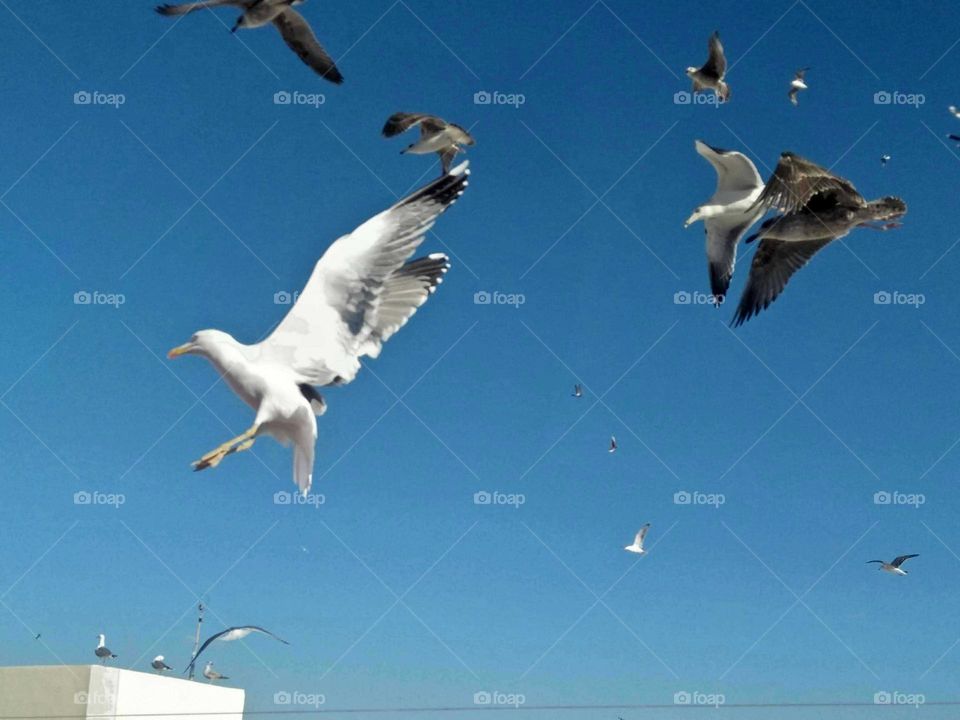 Beautiful and nice moment with flying seagulls at essaouira city in Morocco.